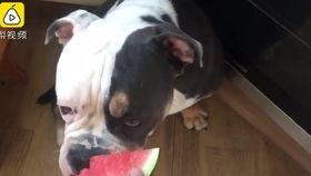 娱乐吃瓜酱狗狗打猫咪 第3张 娱乐吃瓜酱狗狗打猫咪 第3张